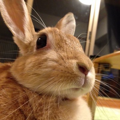 白杖使いの弱視の網膜色素変性症の主婦です。 右目0.01 左目光覚弁。視野欠損率95%以上、夜盲。写真は、亡きうさぎのナッツと猫のハチ。Aqua Timezずっと大好き♪趣味は、ギターと読書☆ YouTubeお江戸弍組では簡単料理をご紹介、電子書籍のエッセイ「さわさんちのオモローな日常」もよろしくね。