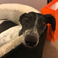Nyla the Lurcher (@nylathelurcher) 's Twitter Profile