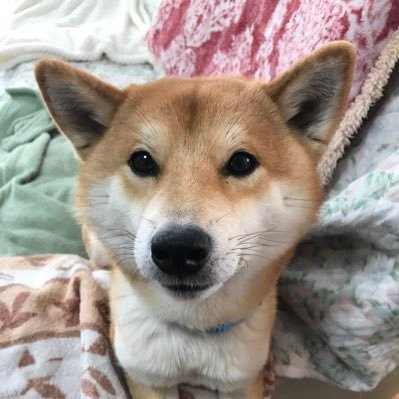 しばいぬ メルカリは買う方はまだしも売る側になるとこういうのがいるから嫌なんだよなぁ