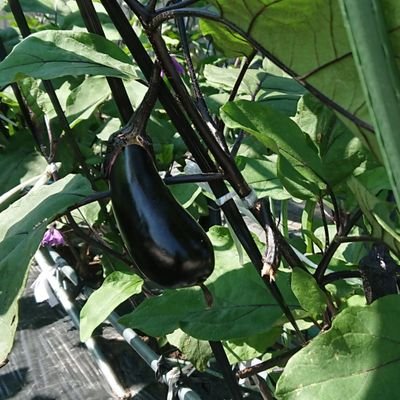 20歳兼業農家。米や野菜を生産(11町)してます!家庭菜園、農業生産、販売、経営、土木、食育、農村コミュニティ等幅広く勉強中!農業に興味がありましたら、フォローよろしくお願いします。