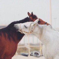أم فهد (@twfa122) Twitter profile photo