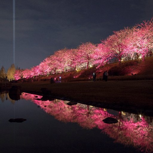 2019.3.28(木)-4.6(土)に寝屋川市打上川治水緑地で開催された桜のライトアップについての情報発信記録です。主催者である実行委員会は解散しており、新たなツイート等はできませんが、美しく照らされた寝屋川市の数々の桜をお楽しみください。