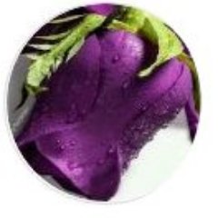 JessyPalmer29's profile picture. 🇺🇸🇺🇸🇦🇷🇨🇱