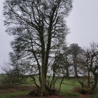 Sid Pavey (Sid's Trees) 💙(@PaveySid) 's Twitter Profile Photo