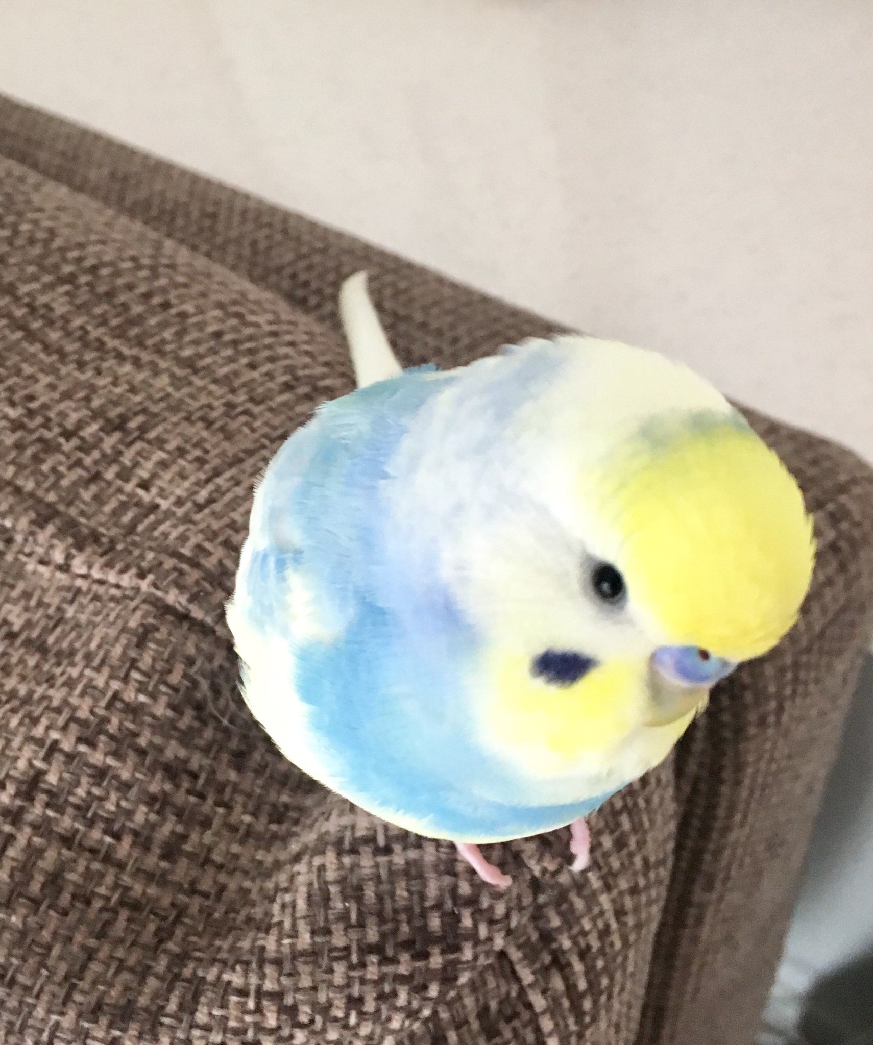 セキセイ インコ