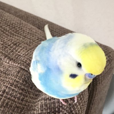 セキセイインコの金太郎 Kintaroshan Twitter