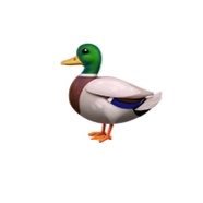 Ahiru_tyan's profile picture. 