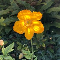 Firecracker (@radicaliws) 's Twitter Profile Photo