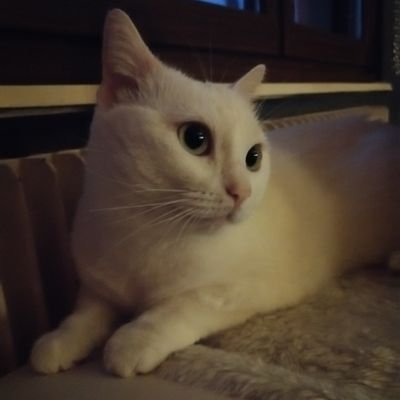 Rpg_Brusthon's profile picture. 