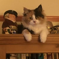 Else Churchill(@WhitstableCat) 's Twitter Profile Photo