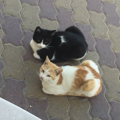 *عاشر من تعاشر فلا بد من الفراق *الفراق ما على خاطري ولكن حُكم الزمان صعيبُ