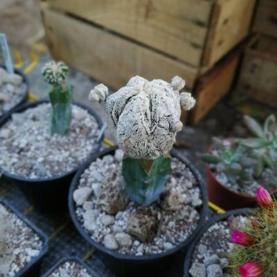 Gerardo4559's profile picture. Siguiendo mis sueños!! Legoooo ⚡