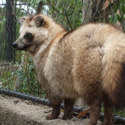 irunaworld1's profile picture. 日本のどこかで酪農やってる人。
いまは飼ってないけど将来的にシシバナヘビを飼いたい(*･ω･)