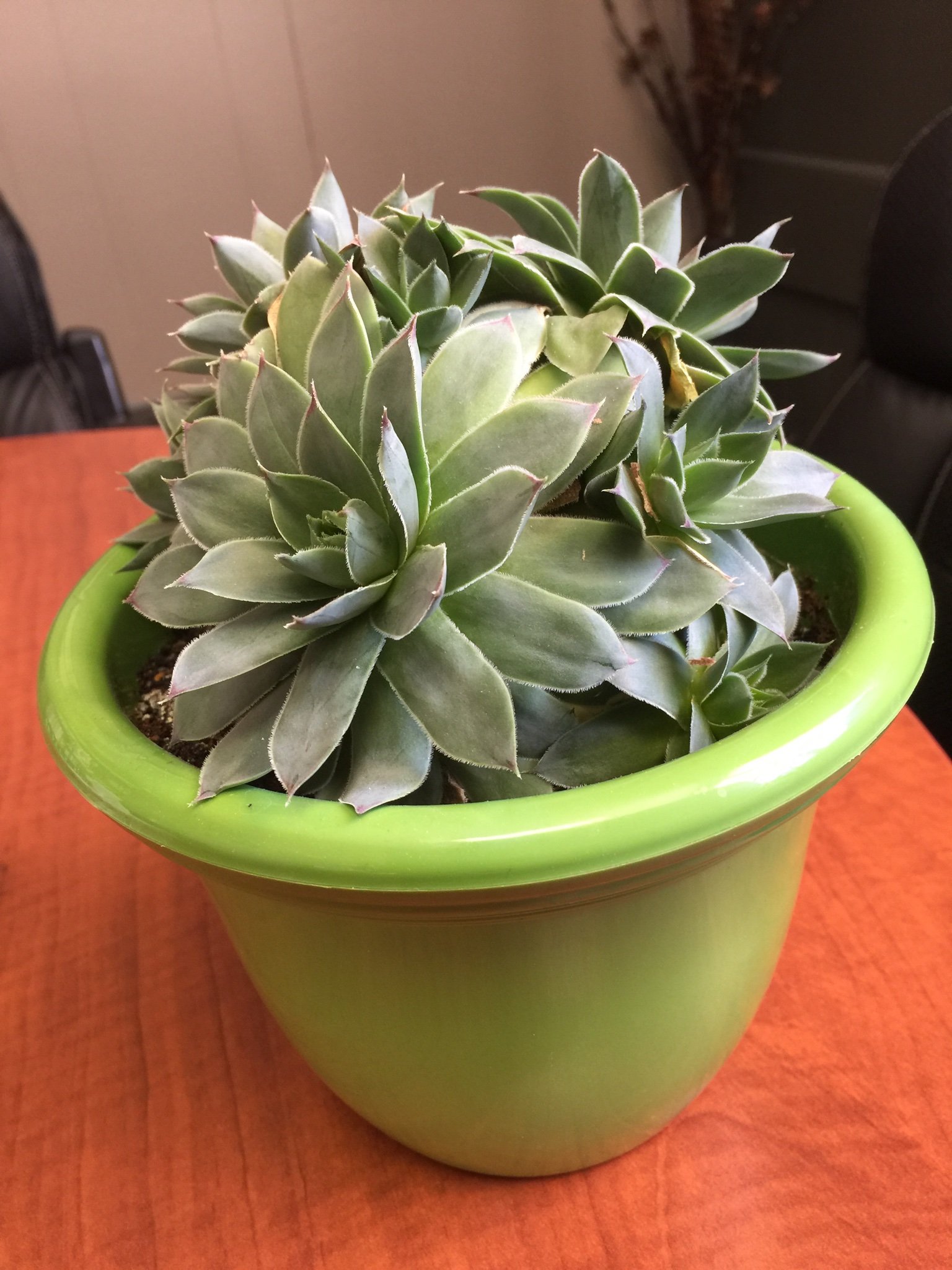 laURSU2's profile picture. 