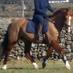 Performance Horse IE (@irishhorsesales) Twitter profile photo
