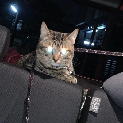 猫まみれ ゴスマニア 施設介護職員 『アカデミックなカレッジ』『アカデミックな放課後』にハマり、サーキット観戦デビュー!