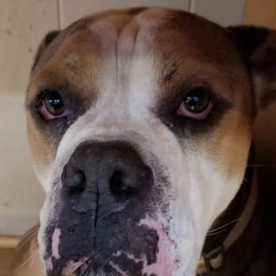 MrBoxerLex Profile