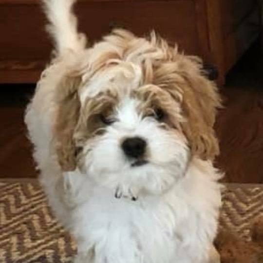 AcresTimberland's profile picture. We are truly a fur family🐶 our doggies are always around us... we plan our lives with them and around them. They keep our home very warm and friendly♥️