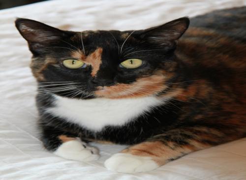 londonwildcare's profile picture. Dedicated to the care of wildlife and pets across sutton, croydon, merton and wandsworth