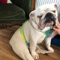 Barn (@theonlybarn) 's Twitter Profile