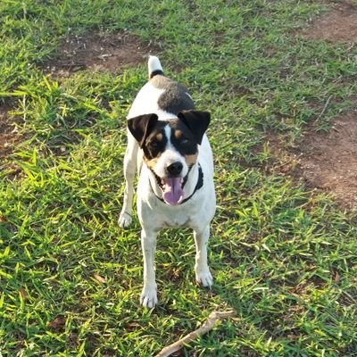 DekuAlberto's profile picture. solo el liberalismo podrá evitar nuestro hundimiento