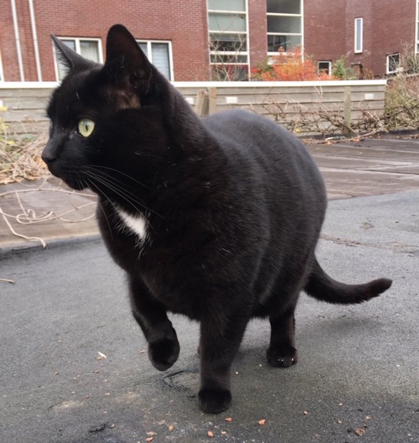 Jackson is de naam. Ik ben op 19 juni 2020 overleden, maar zet me nog steeds in voor dierenrechten en het terugvinden van vermiste dieren.