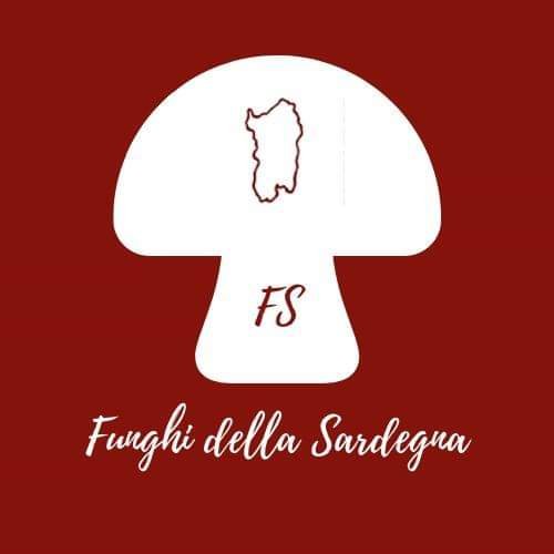 🍄 Sardinia 🍄
 Facebook:  https://t.co/RoOnecVT5O
 Instagram #funghidellaSardegna