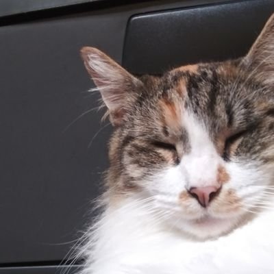 BullyFaceMedia's profile picture. Content Creators