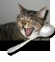 PIDD Zebra & Spoonie. I tweet about: RHWO-Most, Ga Tech Football, the IDF, BrainTumorThursday, & all things kitties! 🇮🇱
