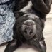 Stlbf🐕🦺🐕🦮⚽️⚾️🏒🧋🐩🦓🐎🍨 (@stlbf) Twitter profile photo Stlbf🐕🦺🐕🦮⚽️⚾️🏒🧋🐩🦓🐎🍨 (@stlbf) Twitter profile photo