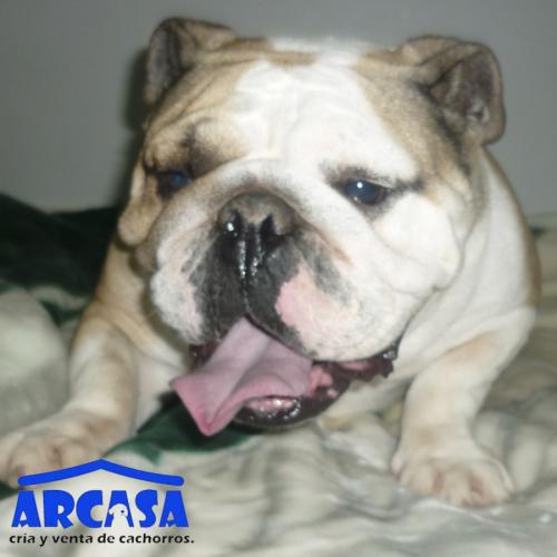 Criadero_ARCASA's profile picture. 