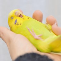 yukariusagi (@yukariusagi3) 's Twitter Profile