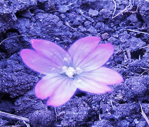 makeupaddict77's profile picture. 