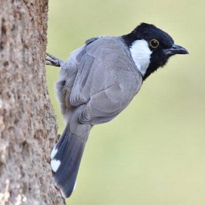 blbolMogharid's profile picture. 