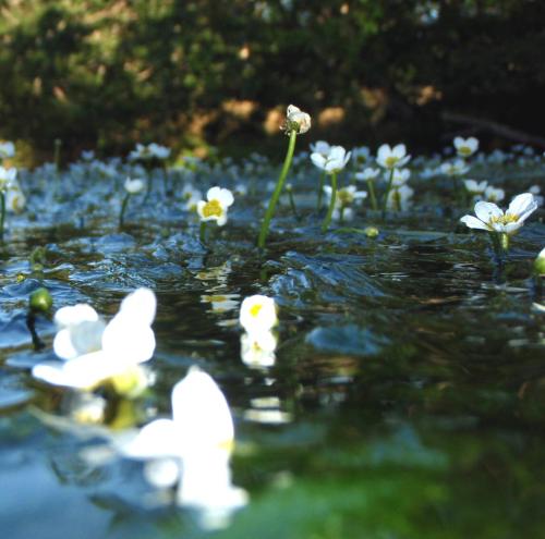 orengeparachute's profile picture. 春から秋の天気の良い日にドライフライで釣りをするのが楽しい！プロバスケットボールチーム『レバンガ北海道』が大好きです！