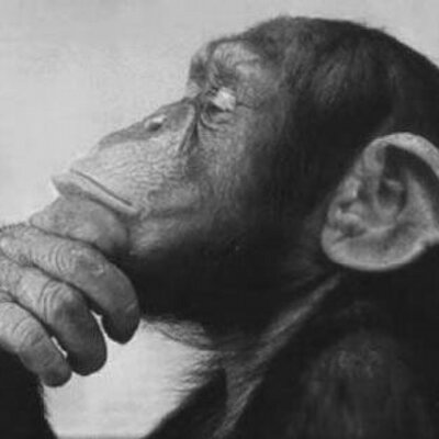 Featured image of post Macaco Pensativo - Macaco de montanha pensativo imagens gratuitas.