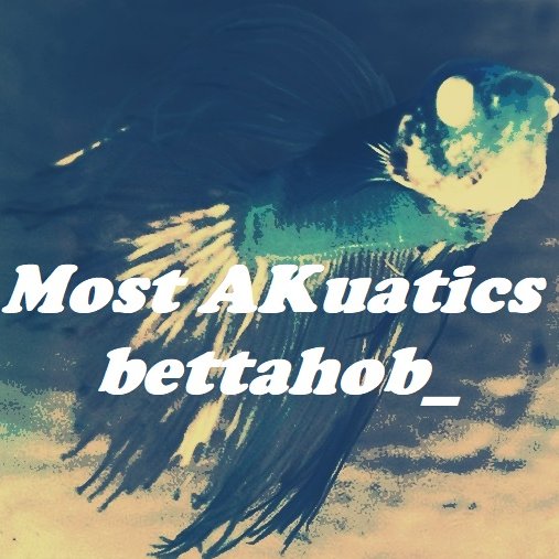 3 bettafish dad Albi (white Crowntail) Karakiz (purple Halfmoon) Maho (blue Veiltail)