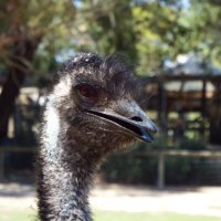 Suffolk Canary (@suffolk_canary) 's Twitter Profile Photo Suffolk Canary (@suffolk_canary) 's Twitter Profile Photo