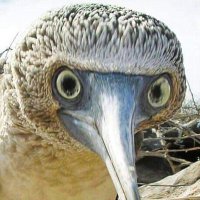 Jack H (@nabatean92) 's Twitter Profile Photo