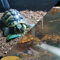 Hans (@cassida_turtle) 's Twitter Profile