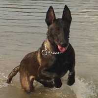 maligator (@malirunning) 's Twitter Profile Photo