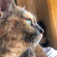Micia & Pixie (@micia_and_pixie) 's Twitter Profile