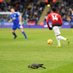 LCFC Pigeon (@lcfc_pigeon) Twitter profile photo LCFC Pigeon (@lcfc_pigeon) Twitter profile photo