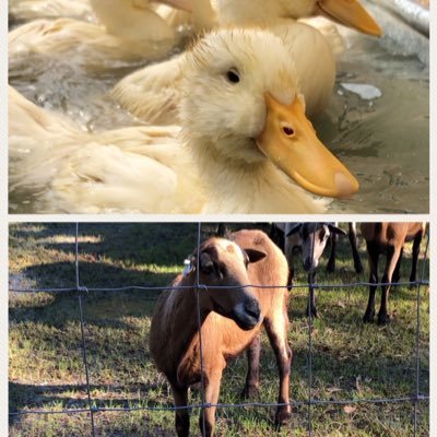 Combat Veteran Owned Family Farm. Raising Barbados Blackbelly sheep, ducks and chickens in St. Augustine, FL. We will be selling lamb and eggs, stay tuned!!