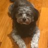 Shipper51978885's profile picture. Proud supporter of Alberta. Engineer. Stretch goal: to see responsible FED govt in my lifetime. Love dogs & sometimes golf. Conservative. I follow back.
