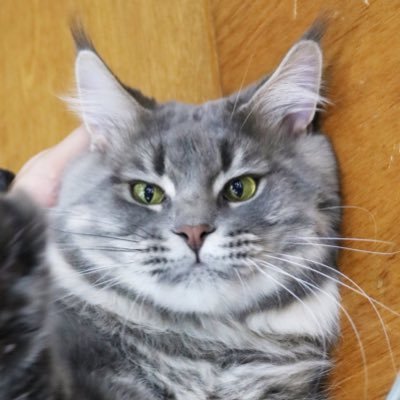 Silverlunar_cat Profile Picture