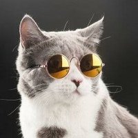 ニャンニャン_ワンダフル (@nyanko1wanko) 's Twitter Profile Photo ニャンニャン_ワンダフル (@nyanko1wanko) 's Twitter Profile Photo