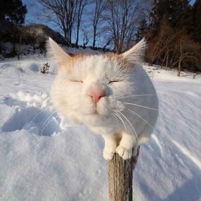 ChowPizz's profile picture. Gangstalking victim