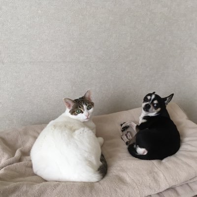 250Munimuni's profile picture. エガ