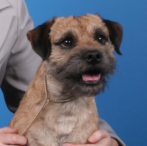 Handsome Border terrier who's just BURSTING with life and energy. Wroooof!